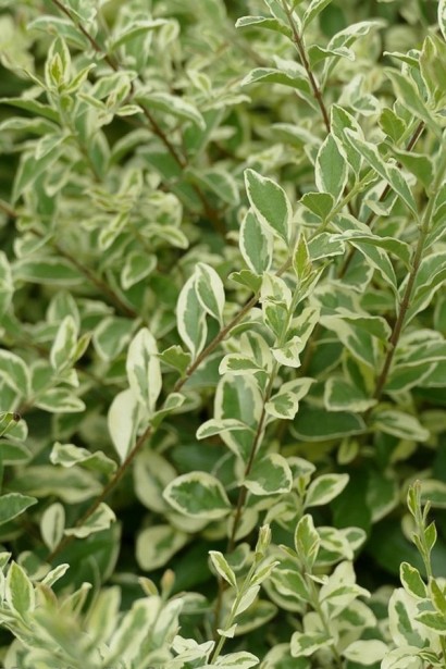 Бирючина ібота Мюслі|Ligustrum ibota Musli|Бирючина ибота Мюсли